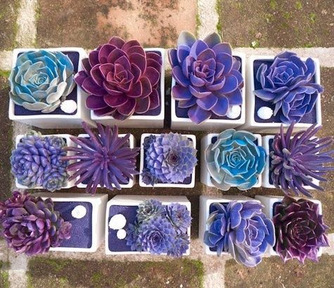 Succulentes colorées en violet sur une terrasse