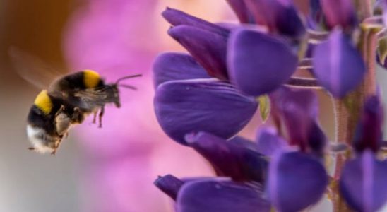 fleur-abeille-jardin