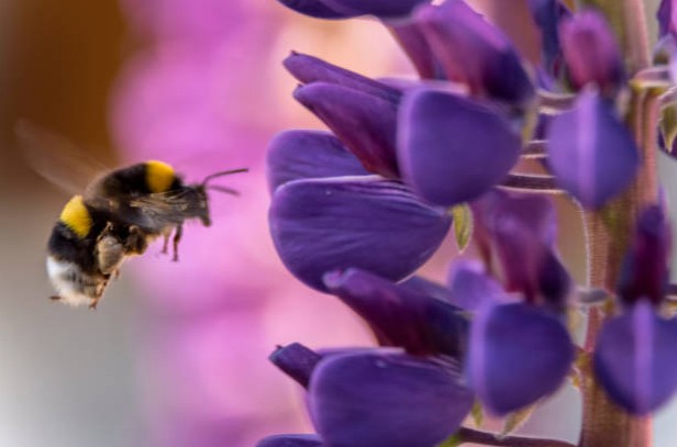 fleur-abeille-jardin