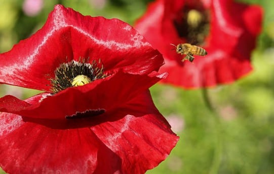 abeille-fleur-jardin