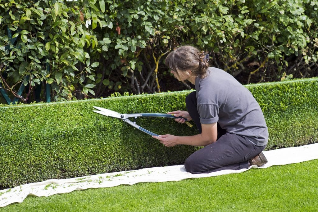 Une femme taille des haies du buis dans son jardin