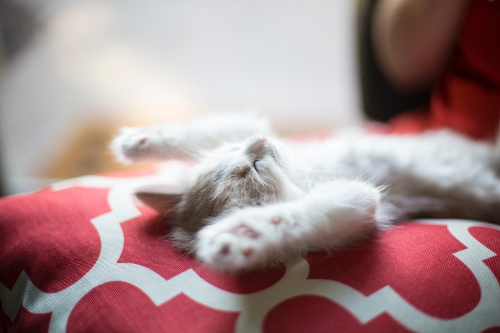 Chaton sur le dos allongé sur un coussin avec les deux pattes en l'air