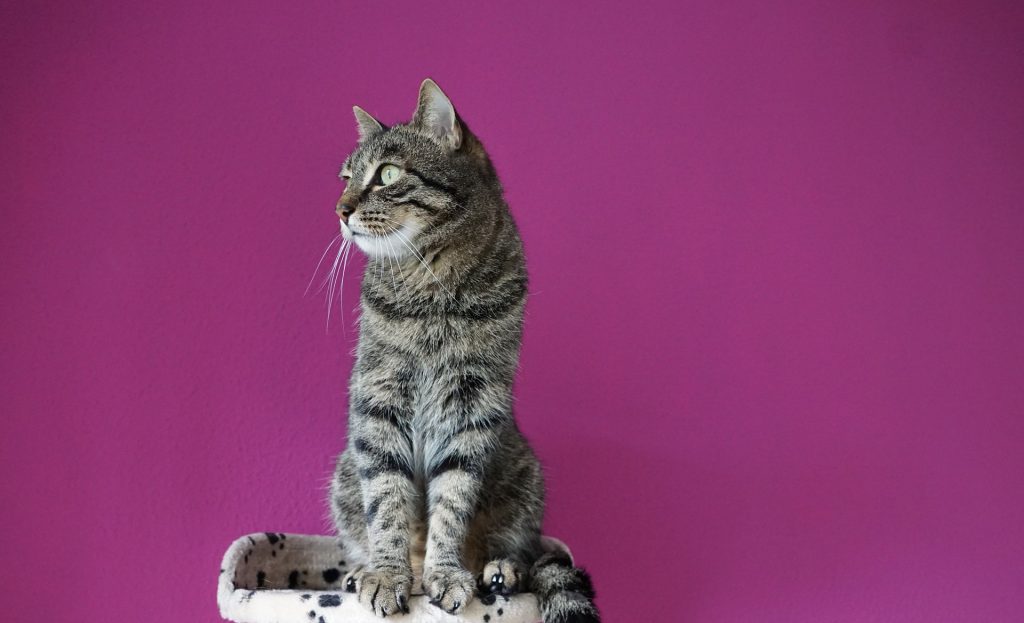 Chat tigré aux yeux verts assis sur un arbre à chat et regardant fièrement sur sa droite