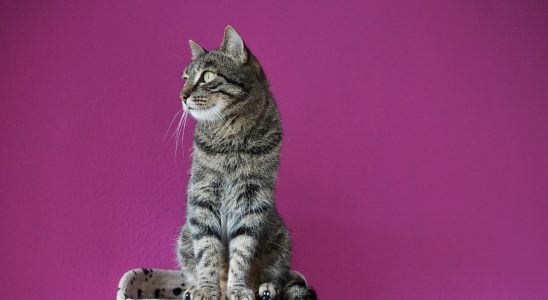 Chat tigré assis sur un arbre à chat et regardant fièrement sur sa droite